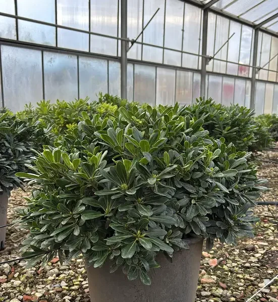 Pittosporum tobira 'Nanum' (Lepljivec)