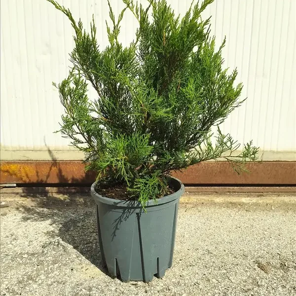 Juniperus media 'Mint Julep' (Pokrovni brin)