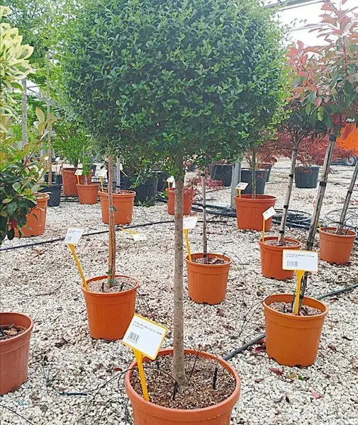 Ligustrum jonandrum (Kalina)