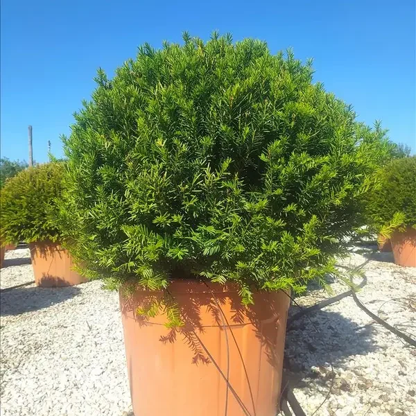 Taxus baccata (Navadna tisa)