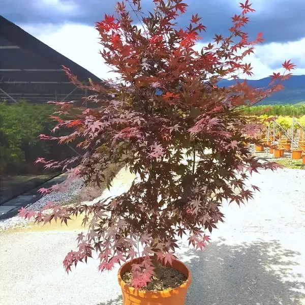 Acer palmatum 'Bloodgood' (Rdečelistni pahljačasti javor)