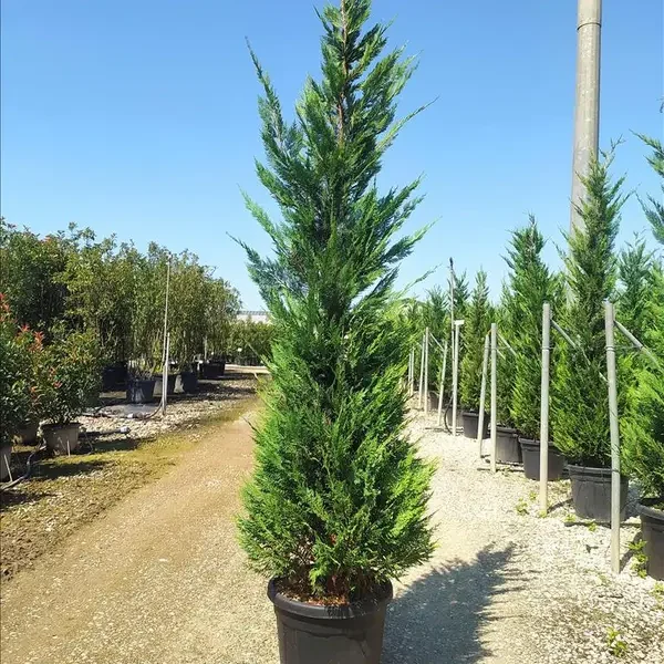 Cupressocyparis leylandii (Lejlandova cipresa)