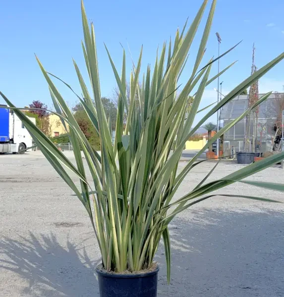Phormium tenax 'Variegatum' (Lan)