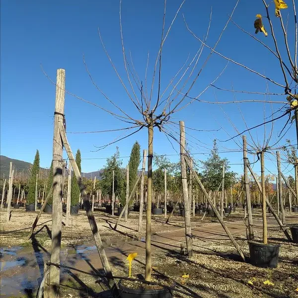 Morus nigra 'Fruitless' (Brezplodna murva – Na steblu)