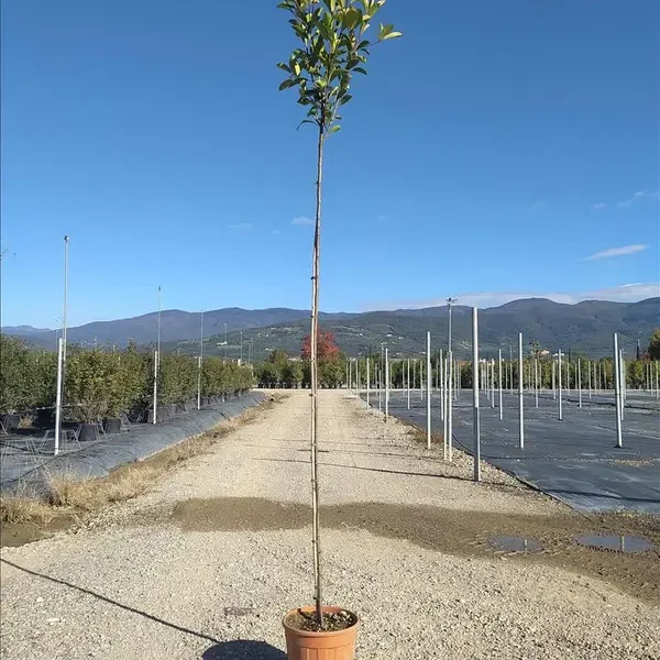 Photinia serr. 'Red Robin' (Fotinija na steblu)