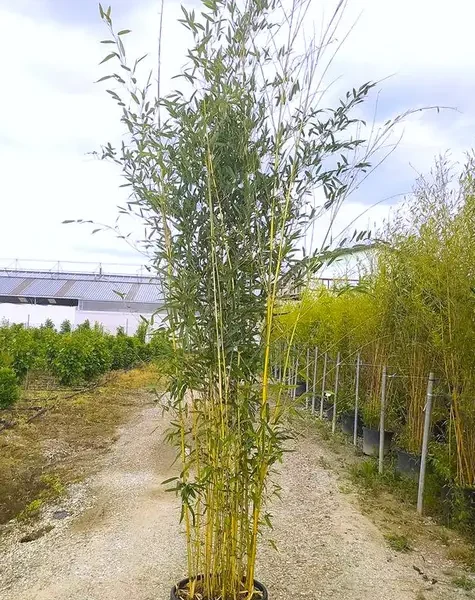 Phyllostachys aureosulcata 'Spectabilis' (Zlati bambus)