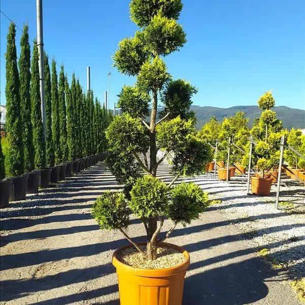 Cupressocyparis leylandii 'Gold Rider' (Zlati cipres – PON PON)