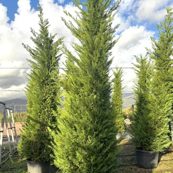 Cupressocyparis leylandii (Lejlandova cipresa)