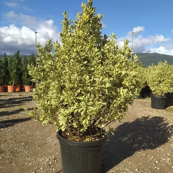 Euonymus japonicus Bravo