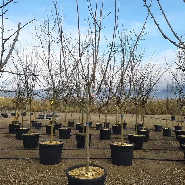 Malus domestica ‘CVS’ (Jablana polstevna – Na steblu)