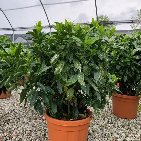 Aucuba japonica 'Crotonifolia'