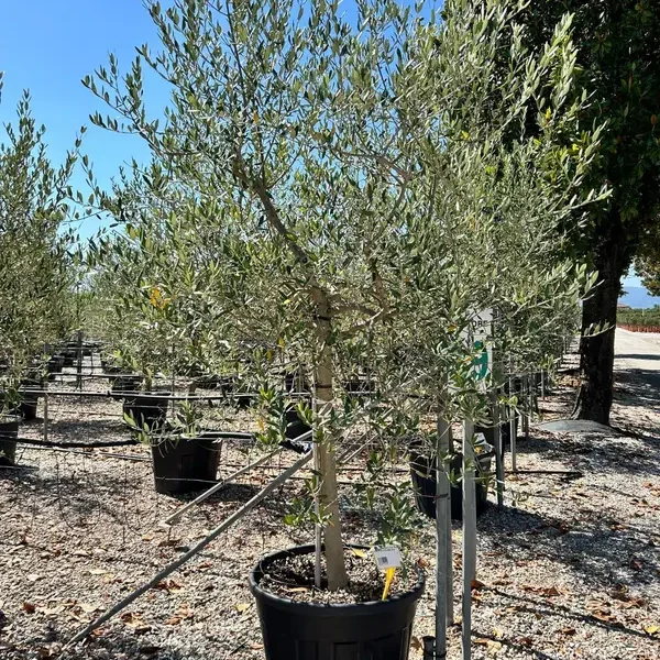 Olea europaea (Oljka)