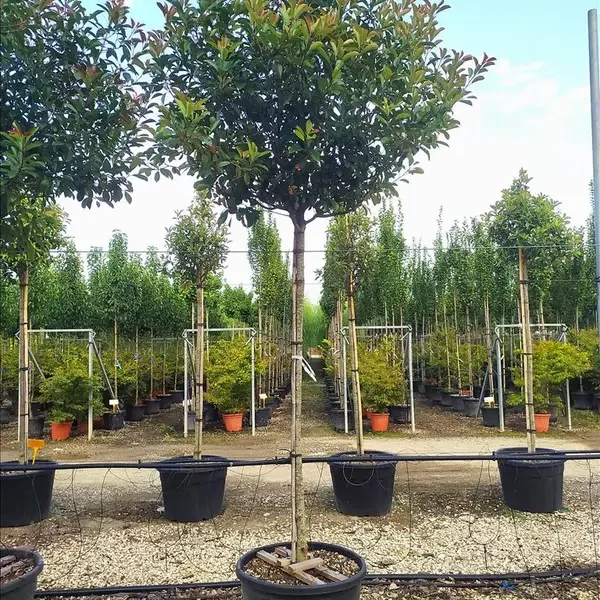 Photinia serr. 'Red Robin' (Fotinija na steblu)