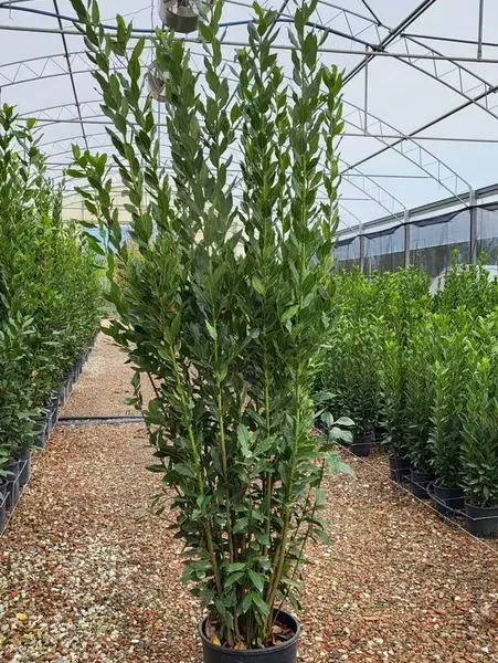 Laurus nobilis (Navadni lovor)