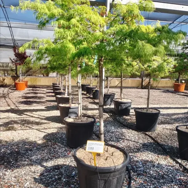 Acer palmatum dissectum 'Viridis' (Japonski javor 'Viridis')