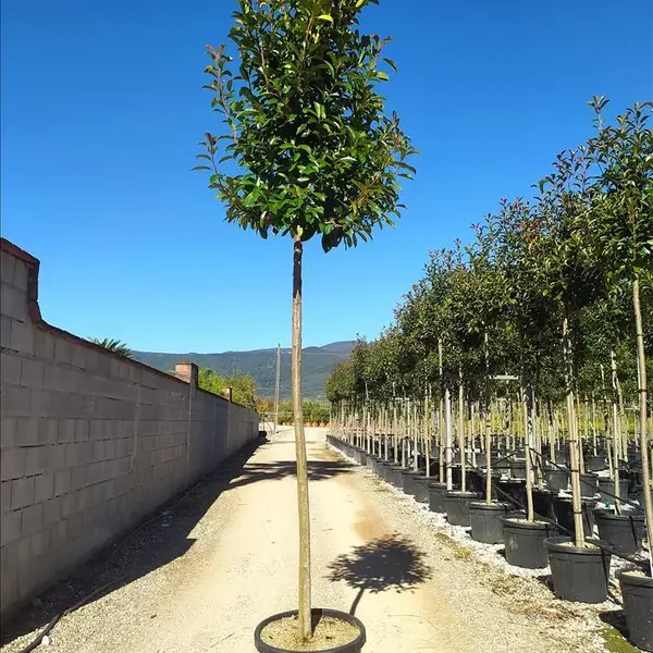 Photinia serr. 'Red Robin' (Fotinija na steblu)