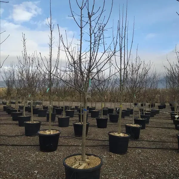Pyrus communis ‘Incv’ (Na steblu)