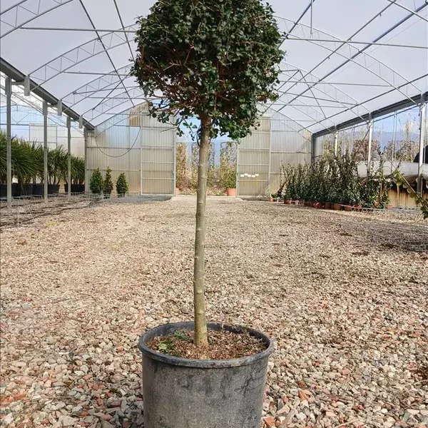 Ligustrum jonandrum (Kalina)