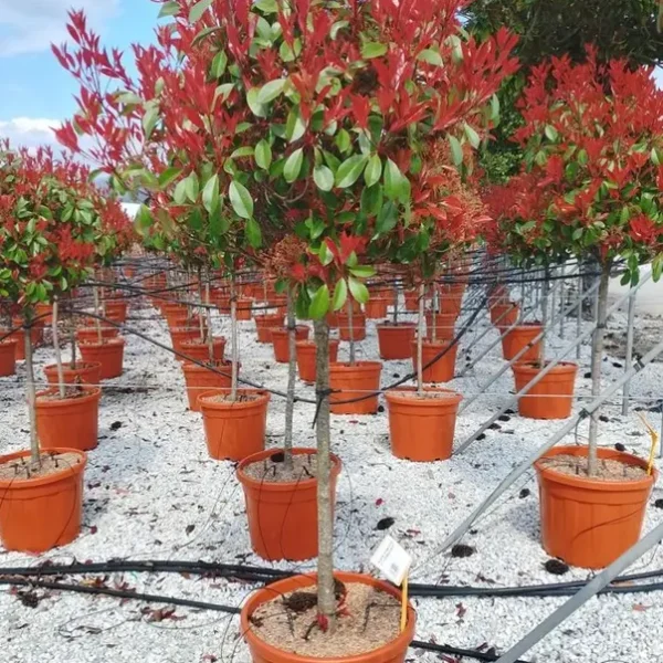 Photinia serr. 'Red Robin' (Fotinija na steblu)