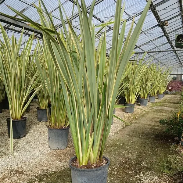 Phormium tenax 'Variegatum' (Lan)