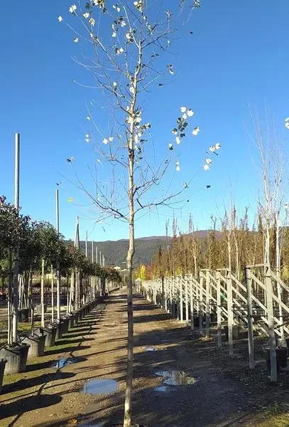 Populus alba ‘Pyramidalis’ (Piramidalni beli topol – Na steblu)