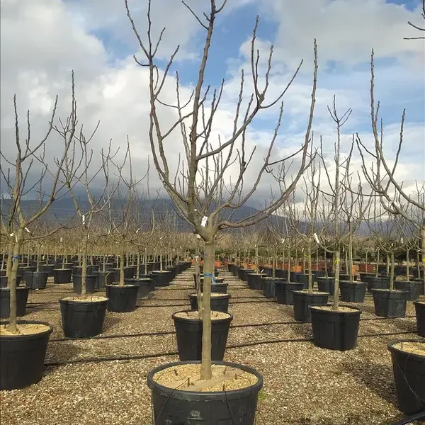 Ficus carica ‘CVS’ (Figa – Na steblu)