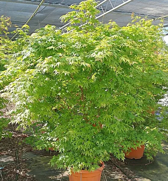 Acer palmatum (Pahljačasti javor)