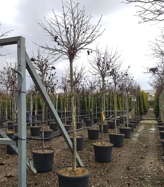 Liquidambar styraciflua ´Gumball´ (Kroglasti ambrovec)