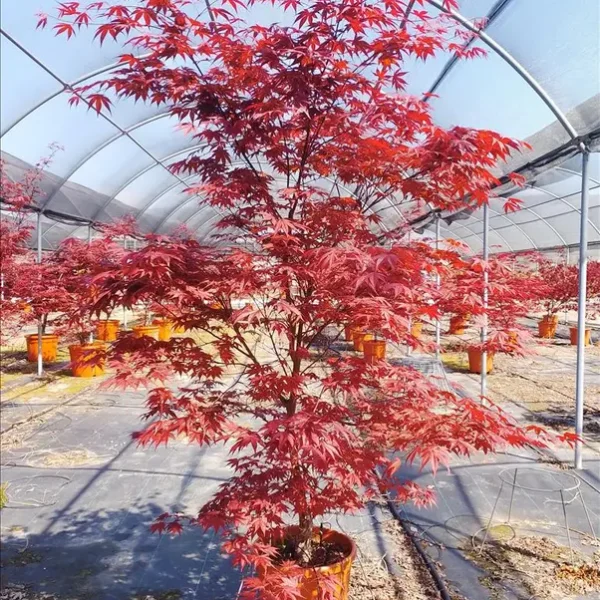 Acer palmatum 'Bloodgood' (Rdečelistni pahljačasti javor)