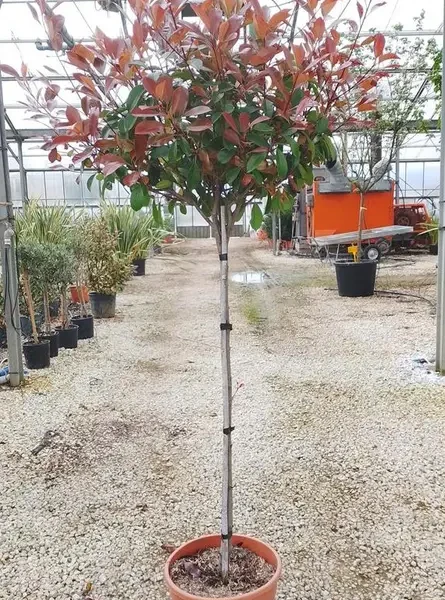 Photinia serr. 'Red Robin' (Fotinija na steblu)