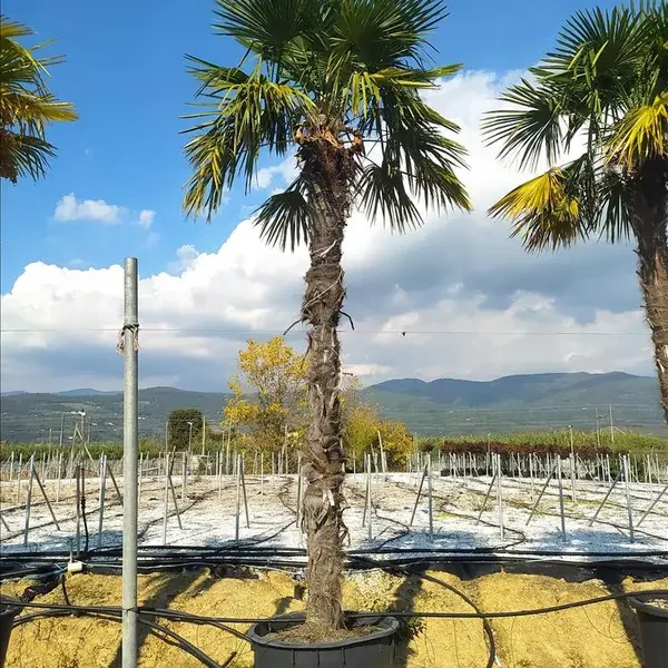 Chaenomeles 'Eximia' (Japonska kutina)