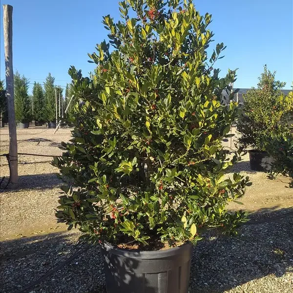 Ilex x mutchagara 'Nellie R. Stevens' (Bodika/Božje drevesce)