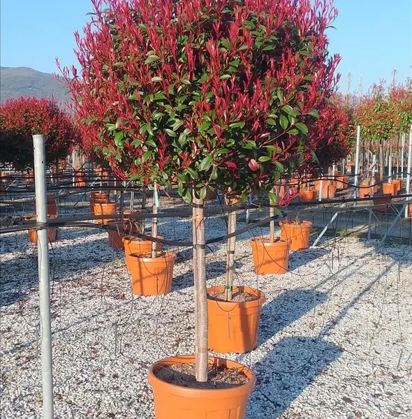 Photinia x fraseri ‘Red Robin Compacta’ (Photinija na steblu)