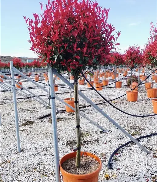 Photinia x fraseri ‘Red Robin Compacta’ (Photinija na steblu)