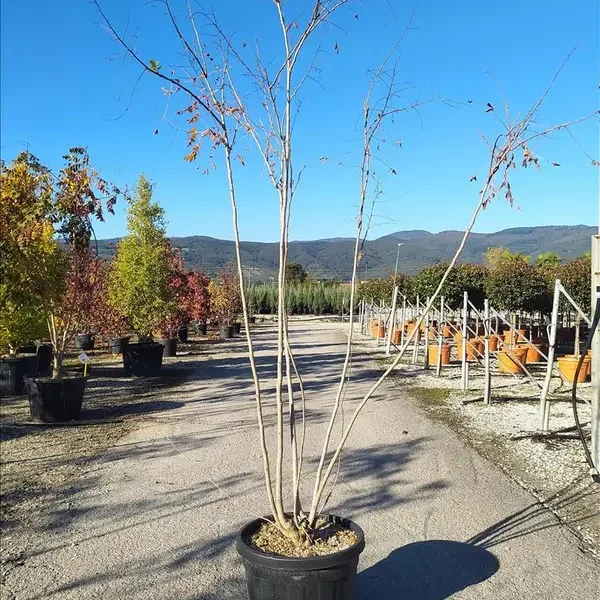 Koelreuteria paniculata (Latnati mehurnik)