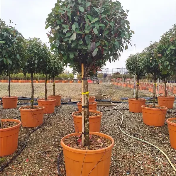 Photinia serr. 'Red Robin' (Fotinija na steblu)