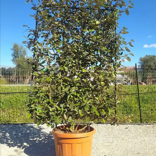 Elaeagnus ebbingei Compacta