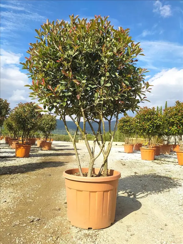 Z-8056455021192 Photinia serrulata ‘Pink Marble’ (Rožnata fotinija – OBLIKA DEŽNIKA) - slika 1