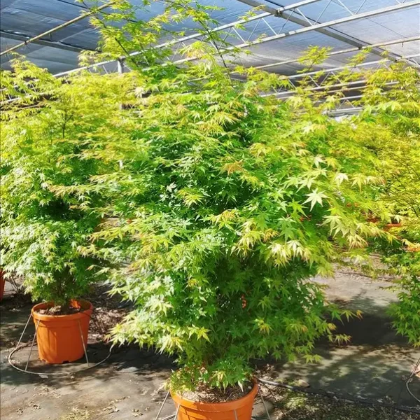 Acer palmatum (Pahljačasti javor)