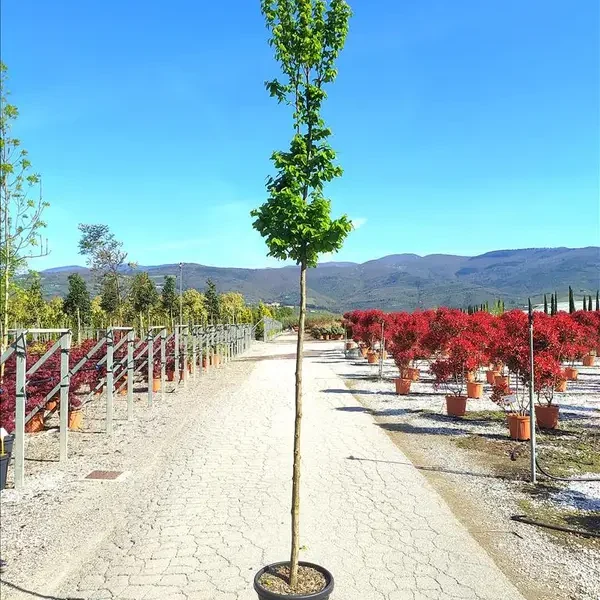 Carpinus betulus 'Pyramidalis' (Piramidasti bukovec)