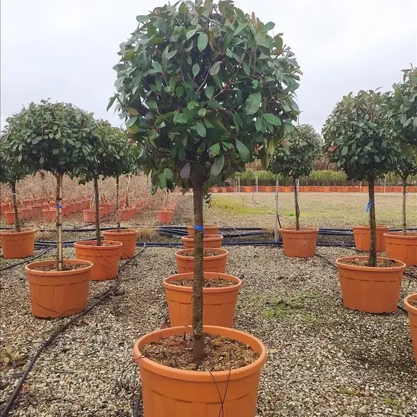 Photinia serr. 'Red Robin' (Fotinija na steblu)