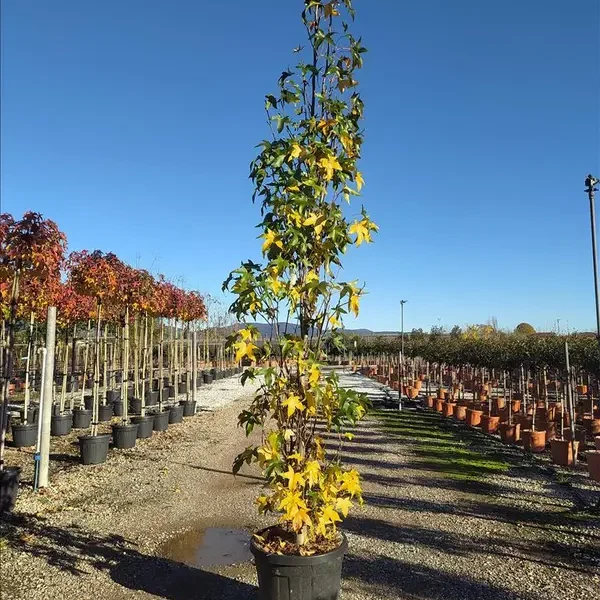 Liquidambar styraciflua ‘Slender Silhouette’ (Vitka silhueta)