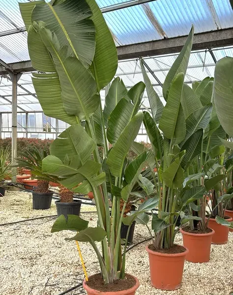 Strelitzia nicolai (Velika strelicija)