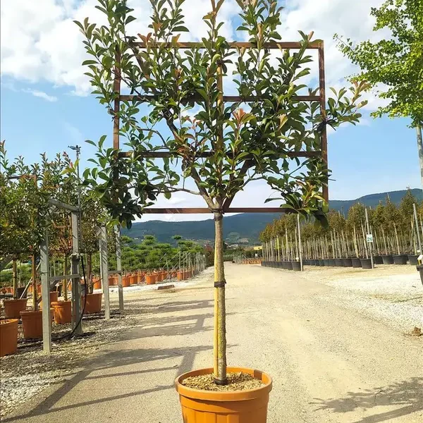Photinia serrulata 'Red Robin' (Rdeči robins – ŠPALIR)
