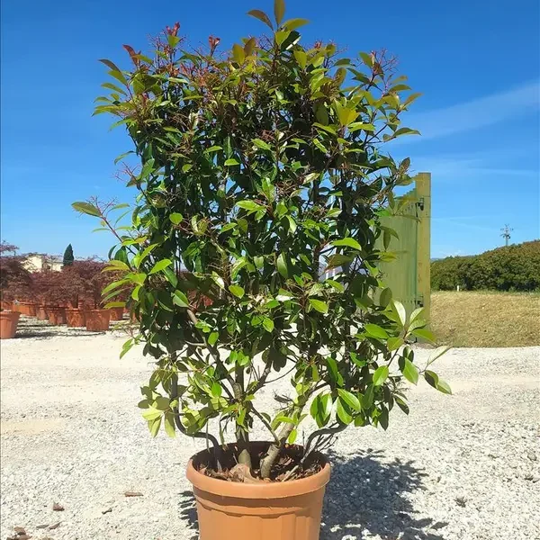 Photinia serrulata 'Red Robin' (Rdeči robins – ŠPALIR)