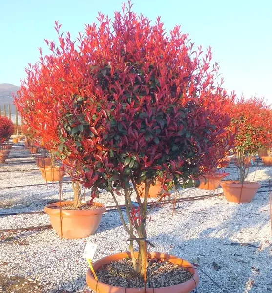 Photinia x fraseri 'Compacta' (Fotinija oblika dežnik)