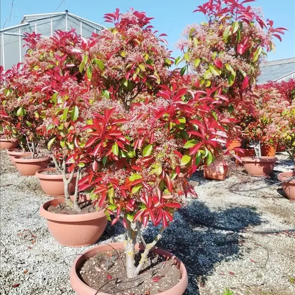Photinia serrulata ‘Corallo’ (Rdeči pon pon – PON PON)