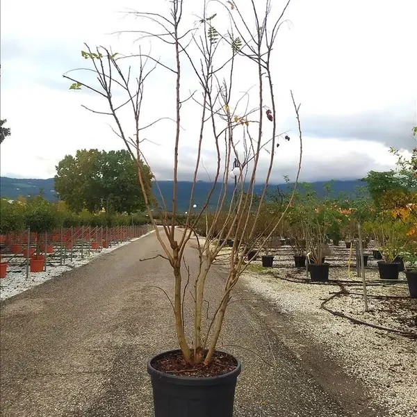 Koelreuteria paniculata ‘sorta’ (Kitajska zlata dežela – VEČSTEBELNO)