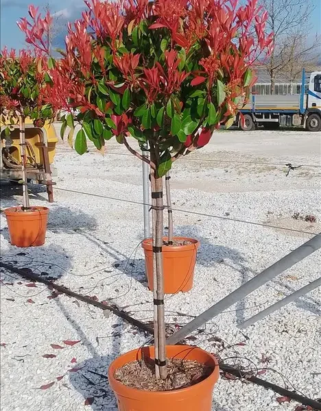 PHOTINIA SERRATIFOLIA 'CORALLO' -  (Photinia NA STEBLU)