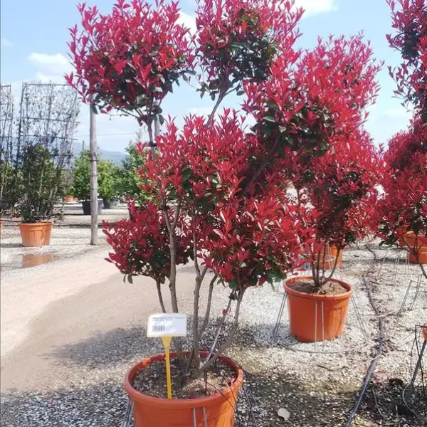 Photinia serrulata 'Red Robin Compacta' (Rdeči robin – PON PON)